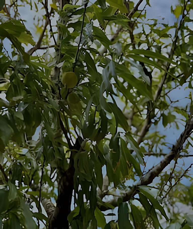 Varanda do Pessegueiro - Casa 100m da Prainha-SFS